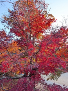 �g���̍��яH105