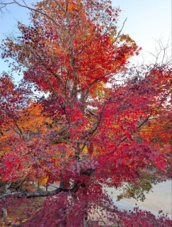 �g���̍��яH107