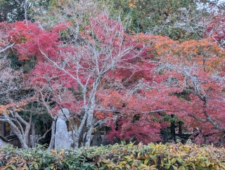 �g���̍��яH114