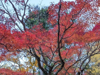 �g���̍��яH121