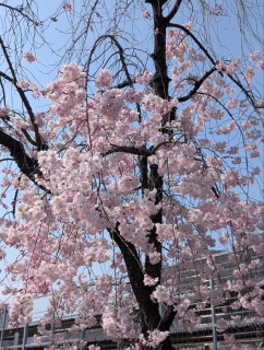 �������̏t