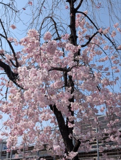 �������̏t2