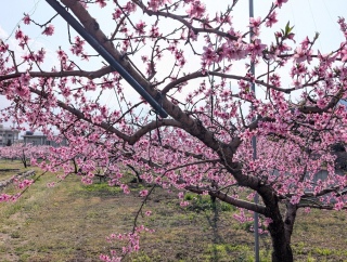 �������̏t4