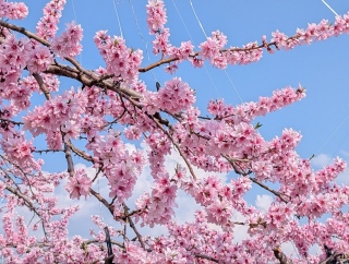 �������̏t6