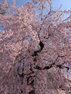 �������̏t5