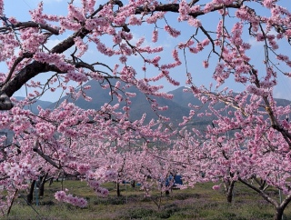 �������̏t9