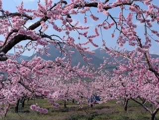 �������̏t8