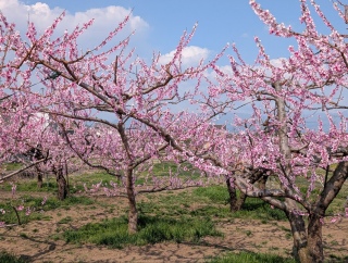 �������̏t11