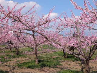 �������̏t12