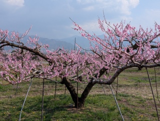 �������̏t17