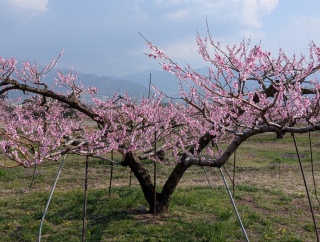 �������̏t18