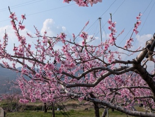 �������̏t29