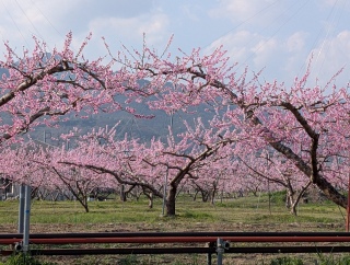 �������̏t31