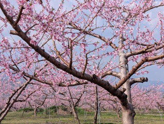 �������̏t34