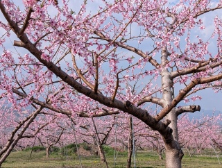 �������̏t36