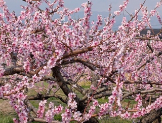 �������̏t37