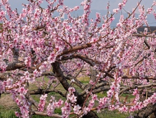 �������̏t38