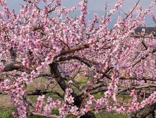 �������̏t39