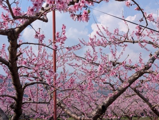 �������̏t40