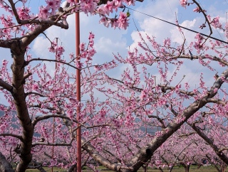 �������̏t42