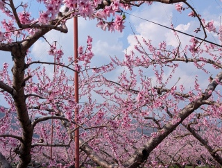 �������̏t41