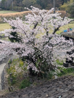 �������̏t46