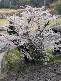 �������̏t48