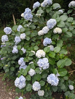�s���̐���41