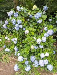 �s���̐���49