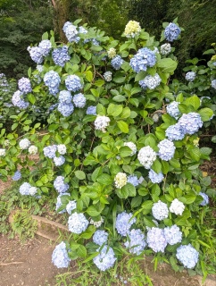 �s���̐���51