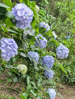 �s���̐���52