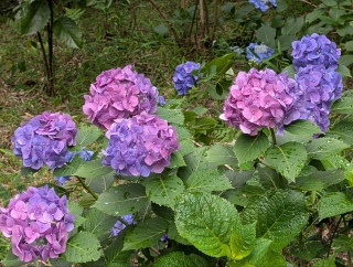 �s���̐���55