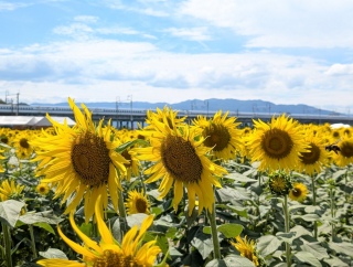 ���̑��z28