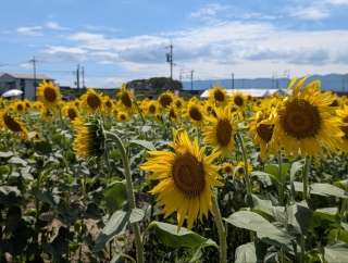 ���̑��z42