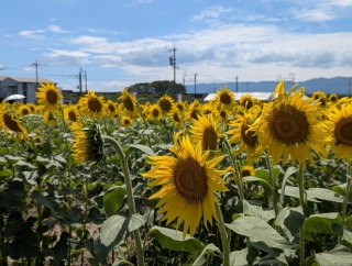 ���̑��z40