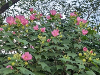 ���H78