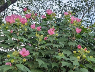 ���H79